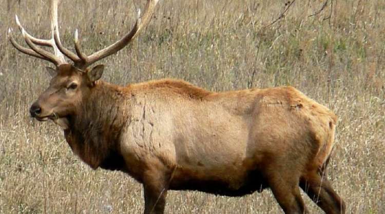 La Fauna Canadese